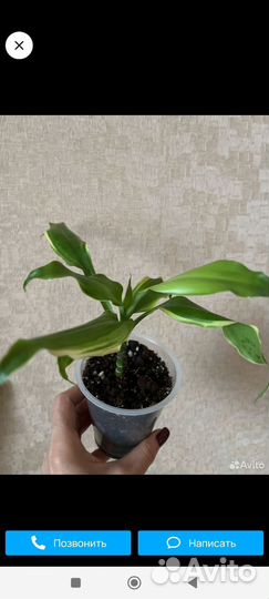 Комнатные растения