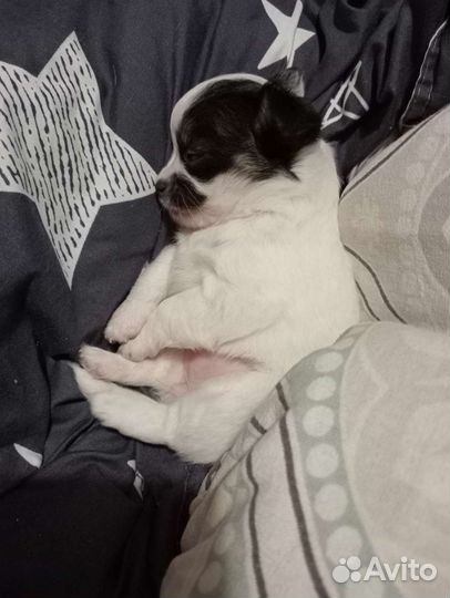 Щенки чихуахуа девочки