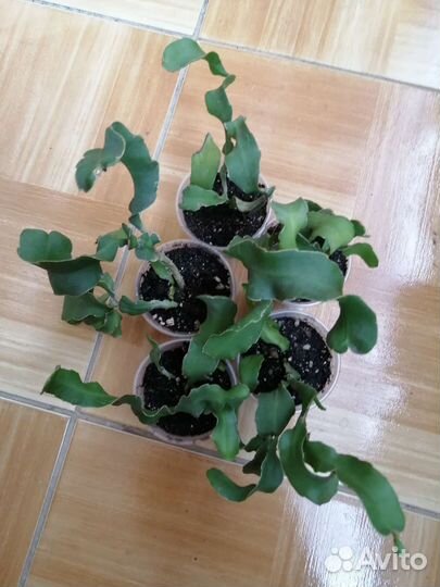 Эпифиллум Гватемальский или Кудрявая Сью