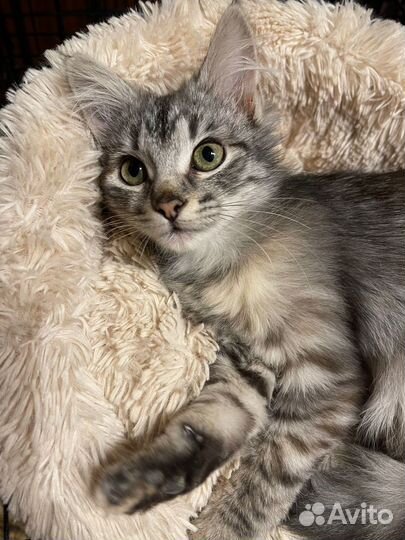 Пушистый котенок девочка