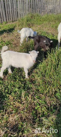 Козлята