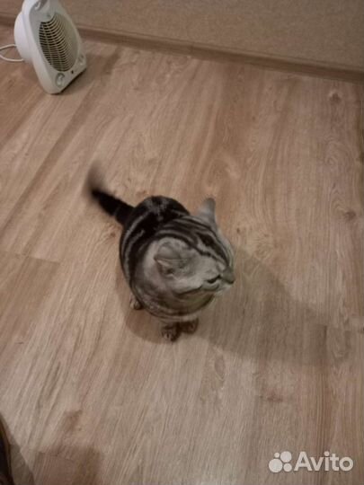 Шотландский кот вязка