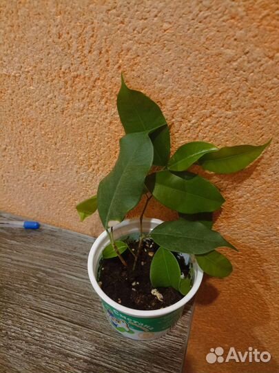 Фикус бенджамина