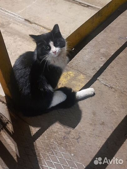 Кошки в добрые руки