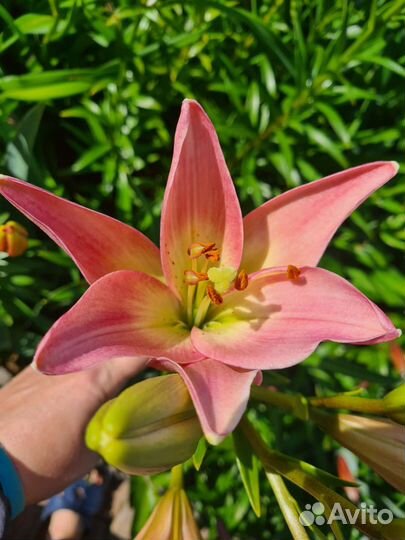 Лилии луковицы с цветком