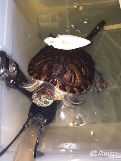 Красноухая черепаха бесплатно