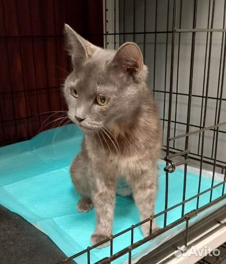 Кошки в добрые руки