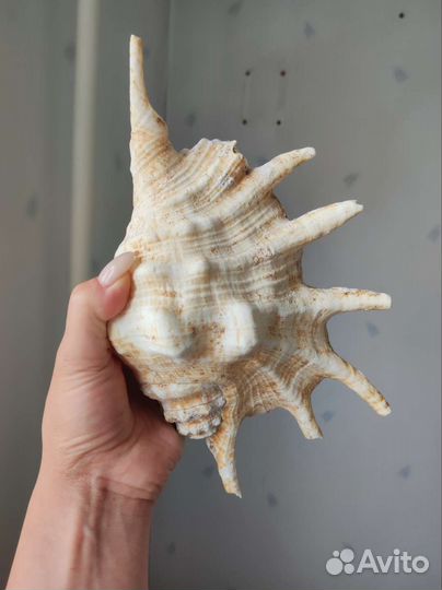 Морские кораллы, ракушки