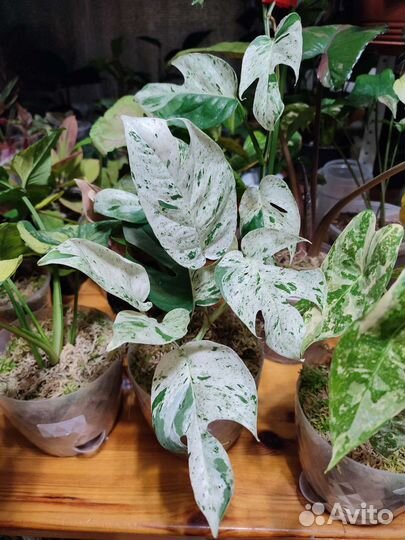Эпипремнум пиннатум вайт марбл