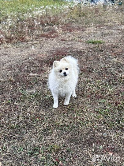 Шпиц девочка