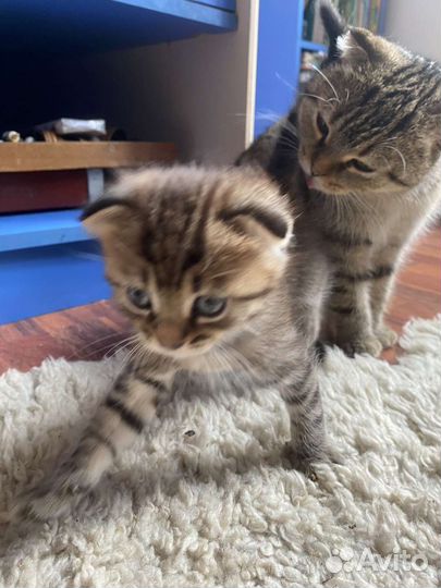 Котята вислоухой кошечки