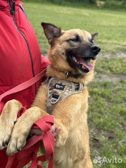 2 года в приюте ждет