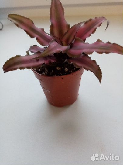 Cryptanthus Rubin Star
