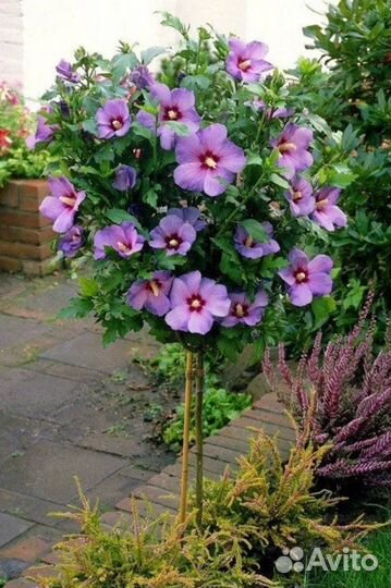 Сирийская роза. Гибискус