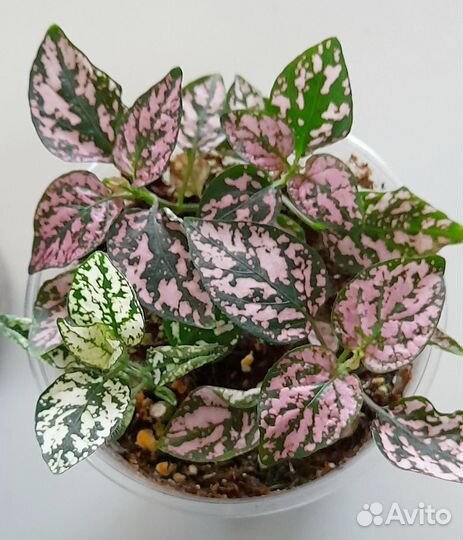 Интересные домашние растения с доставкой