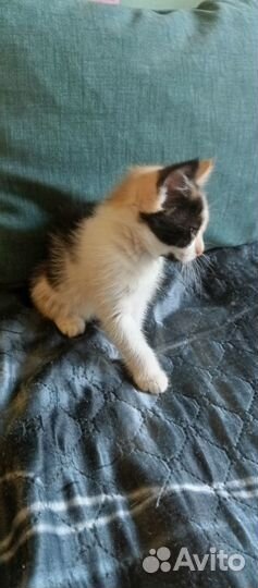 Котёнок в дар