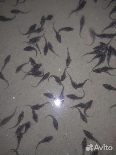 Подрощенный малек бестера и других рыб