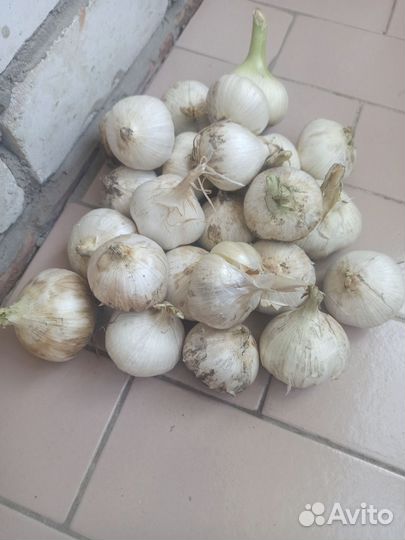 Рокомболь чеснок