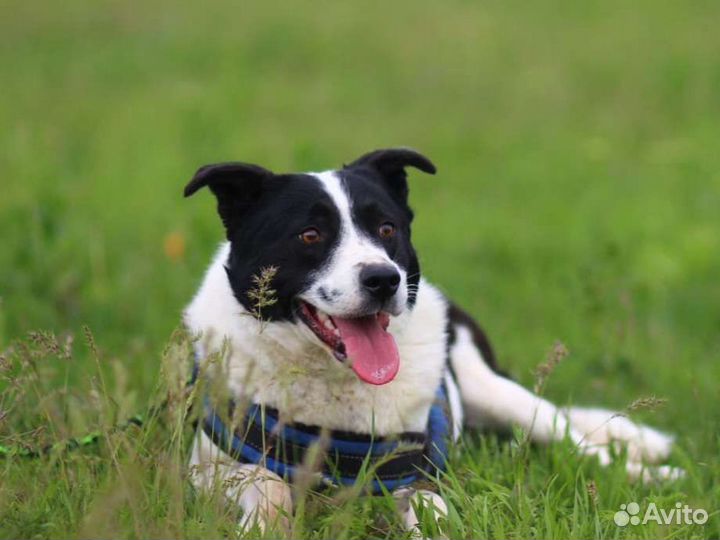 Тим из приюта