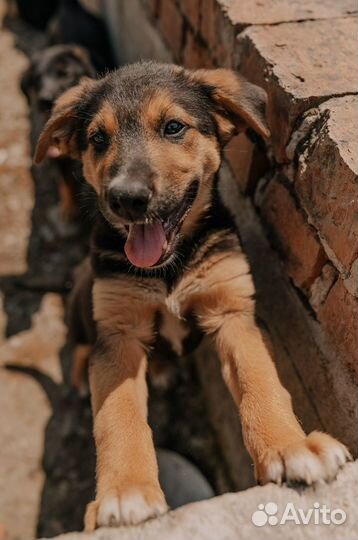 Яркая тихоня Сэра ищет дом