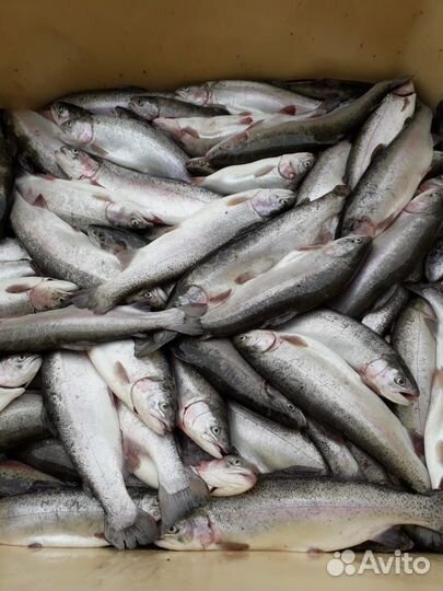 Форель живая