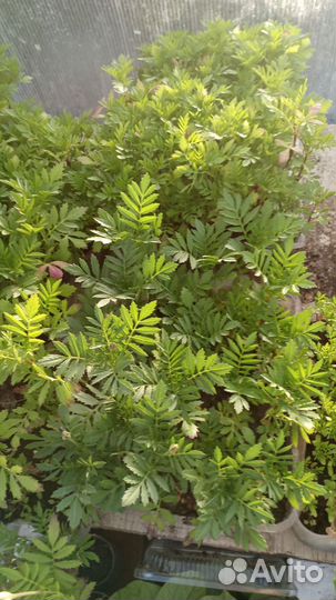 Рассада бархатцы