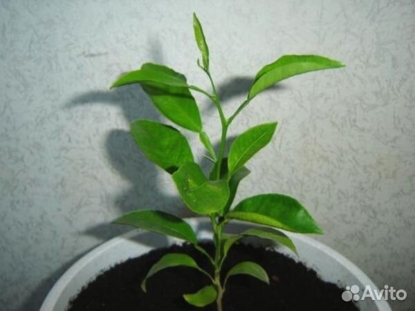 Саженцы лимона, плодоносящий