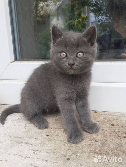 Котята бесплатно