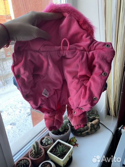 Одежда для собак