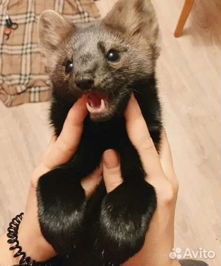 Хорек, Норка,Ласка,Соболь Доставкой по РФ