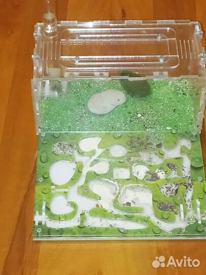 Муравьиная ферма с муравьями