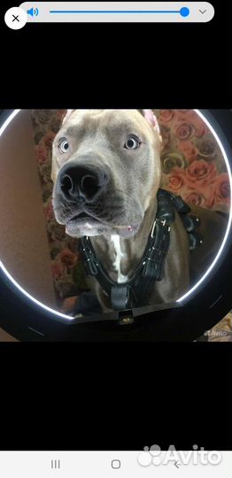 Стаффордширский терьер в добрые руки