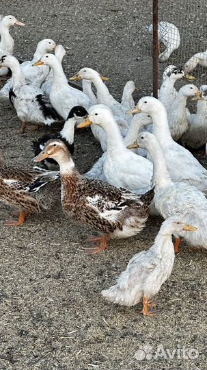 Гусь, утка, индюк
