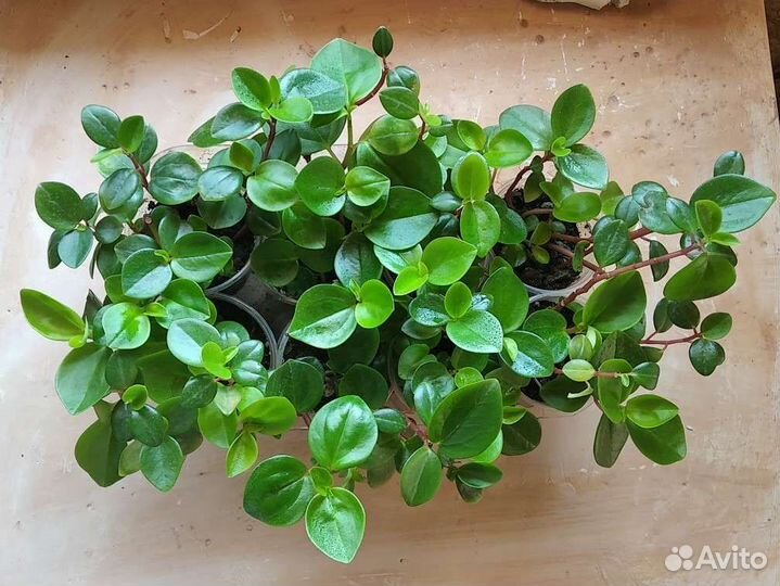 Пеперомия Глабелла головатая Кипарис