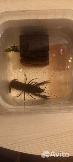 Мраморный рак