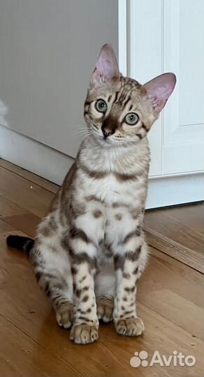 Бенгальский кот