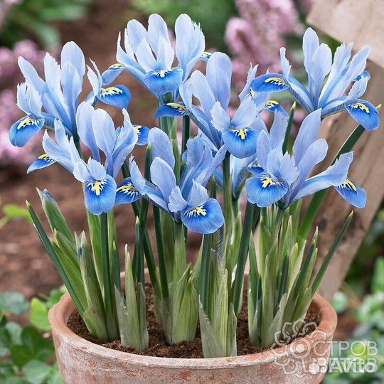 Ирисы, птицемлечник, мускари махровые голубые