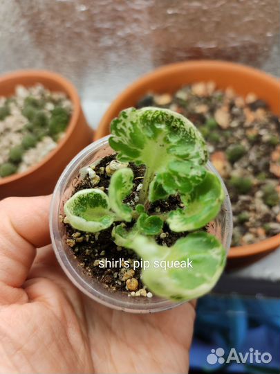 Фиалки миниатюрные и микромини