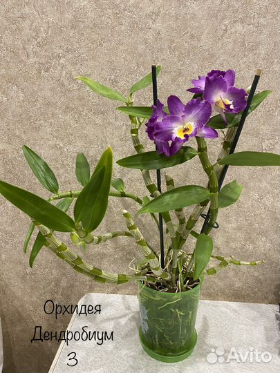 Орхидея дендробиум нобиле 3 в 1