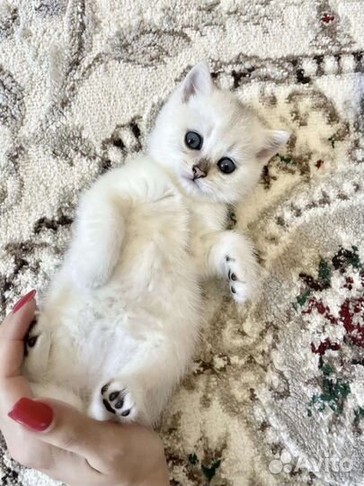 Котята Британская шиншилла