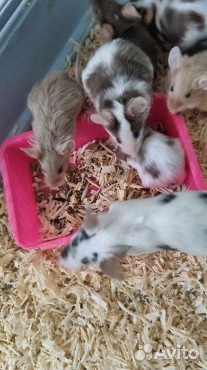 Сатиновые мышки