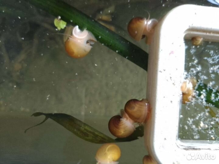 Улитки аквариумные ампулярии