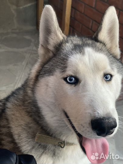 Сибирский хаски