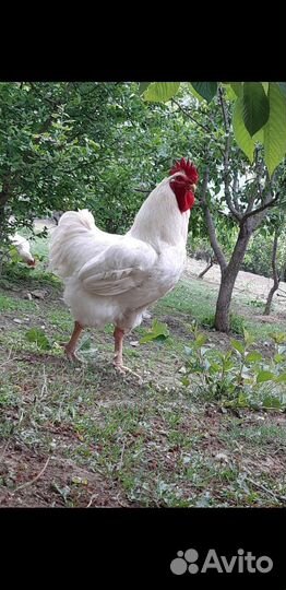 Инкубационное яйцо