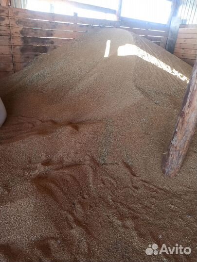 Зерно пшеница