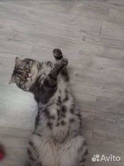 Шотландский кот вязка