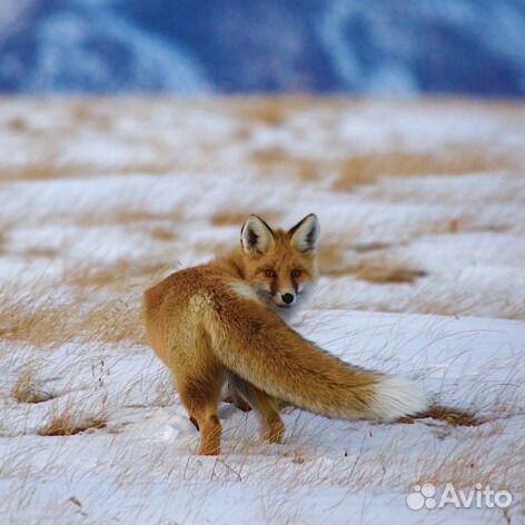 Шкуры: Лиса, куница, енот, норка