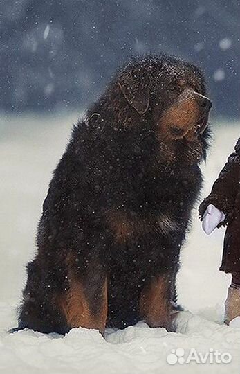 Тибетский мастиф вязка щенки