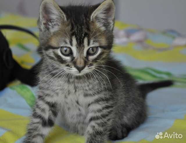 Домашние котята