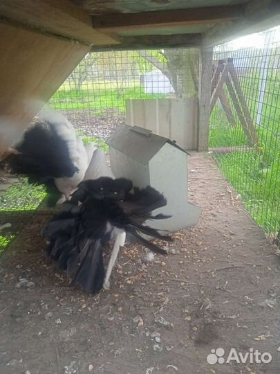 Голубь павлин